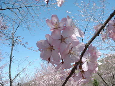 金比羅神社の桜